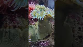 Twitching Anemones yt seacreatures shorts [upl. by Erroll962]