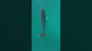 DJI mavic 4 mini pro and Humpback whale [upl. by Koball975]