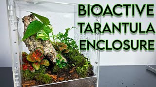 BIOACTIVE TERRARIUM BUILD for my TARANTULA  Caribena versicolor [upl. by Barb]