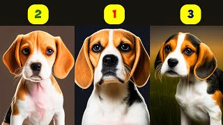 BEAGLE TYPES  3 TYPES OF BEAGLES [upl. by Meehar]