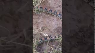 Texas LongNosed Snake Rhinocheilus lecontei tessellatus 2016 [upl. by Fidelity]