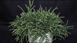 Rhipsalis pilocarpa  Korallenkaktus Mistletoe Cactus [upl. by Sredna]