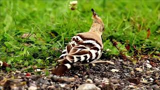 Eurasian Hoopoe Upupa epops  Hoppen Upupidae [upl. by Crystal]