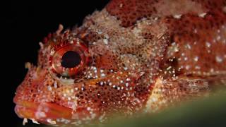 Ilhas Selvagens Expedition 2015 with National Geographic’s Pristine Seas [upl. by Lindsley]