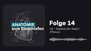 Anatomie zum Einschlafen Muskeln der Hand I Thenar ✋  Podcast 14 [upl. by Mariya]