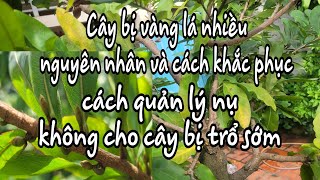 Cách quản lý nụ không cho trổ sớm [upl. by Irtak]