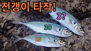 전갱이잡기ep61 거제 전갱이 타작ㅎ 구독자님들과 신나게 놀다 왔습니다 전갱이루어낚시 아징 korea fishing アジ [upl. by Payson]