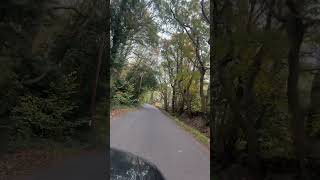 Forest trees grow over road [upl. by Adaven]