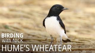 Meet Humes Wheatear  Oenanthe albonigra [upl. by Lela360]