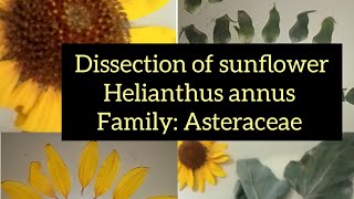 Dissection Of Helianthus annus Sunflower Family Asteraceae [upl. by Desai]