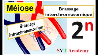 SVT  Brassage de linformation Génétique  Séance gratuite [upl. by Voleta589]