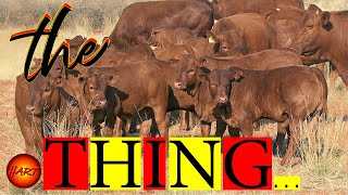 the THING with BONSMARA cattle [upl. by Alhsa]