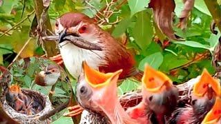 Common nightingale Birds Caring for young babies in the nest  Review Birds News [upl. by Ahseiuqal361]