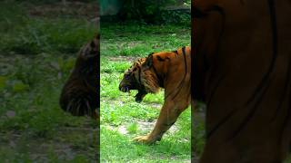 Sumatran Tiger Roar [upl. by Ecaroh]