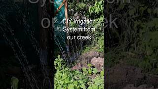 DIY Garden Irrigation System with Water from our Creek [upl. by Aikram426]