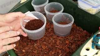 PLANTING FRESHLY GERMINATED PLEIONE ORCHID SEEDLINGS ON TO PEAT [upl. by Hesky]