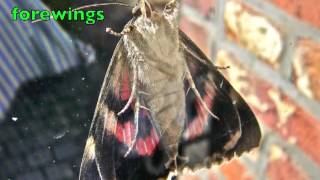 RED UNDERWING MOTH Catocala nupta [upl. by Felipe521]