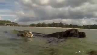 A felicidade de 11 cachorros e 1 gato visitando a praia [upl. by Eisiam]