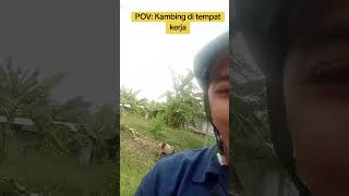 Ada Kambing di tempat kerja kulipabrikcikarang vlog forkliftindonesia [upl. by Aveer]