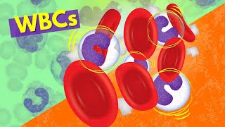 White Blood Cells Introduction aka Leukocytes  How they Work [upl. by Hardan792]