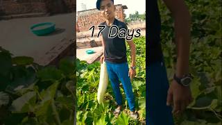 Kmr Size Lauki ❣️🙏gardening farming nature motivation lauki bihar [upl. by Uaeb]