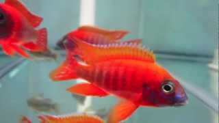 Aulonocara Rubescens Ruby Red Peacock Cichlid [upl. by Henson]