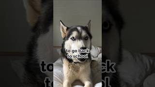 set your back to school alarms ⏰ or listen to this dog [upl. by Garibold]