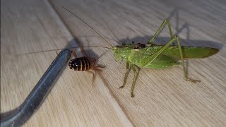 Kobylka zelená žere švába přímo z ruky  Tettigonia viridissima the great green bushcricket  feed [upl. by Libys]