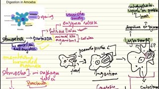 Digestion in Amoeba by Holozoic Nutrition Steps Biology Grade 11 [upl. by Now815]