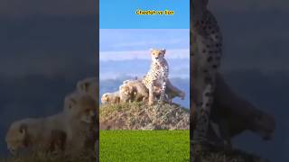 Cheetah vs lion attacks shorts ytshort shortvideo [upl. by Foah]