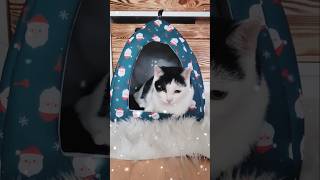 Weihnachtszelt für Katzen  Action  Weihnachtsstimmung shorts katze weihnachten cat [upl. by Hartzell959]