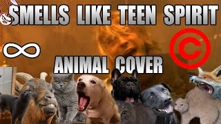 Nirvana  Smells Like Teen Spirit Animal Cover REUPLOAD [upl. by Pliam469]