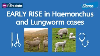 Lungworm in cattle and Haemonchus in sheep [upl. by Cynthla]