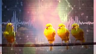 Female Canary calling for training male to sing [upl. by Ellehcirt]