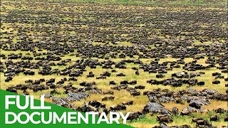 Great Migration  Wild Ones  Episode 11  Free Documentary Nature [upl. by Chung418]