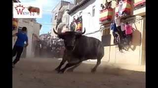 ENORME TORO DE LA ASOCIACION TAURINA DE VILLACONEJOS [upl. by Linette679]