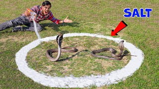 Cobra Snake in Salt Circle  क्या कोबरा सांप नमक के घेरे को पार कर पायेगा 5 Snake Myths Tested [upl. by Dnilazor]