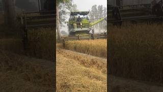 Harvester Machine working😱😱 harvester haryana tech machine diesel engine shorts feed [upl. by Cynthie]