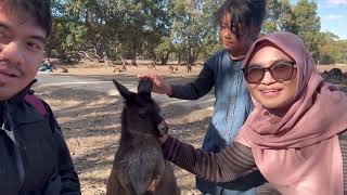 A Day Trip to Kangaroo Island From Adelaide 2024 [upl. by Amairam138]