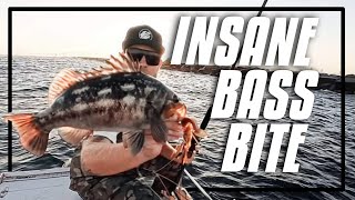 Insane Bass Bite  Calico Bass Fishing with Waterman’s Collective and Loss Prevention Lures [upl. by Laux]