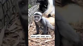 He’s just a baby colobus 😍 monkey monkeys babymonkey babyanimals zoo colobusmonkey foryou [upl. by Jem427]