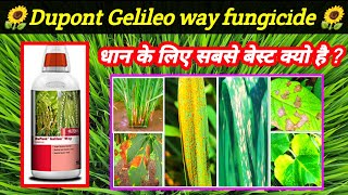 Dupont Gelileo way fungicide  Picoxystrobin 7Propiconazole 12SC Gelileo price dose work result [upl. by Anelav]