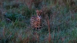 Serval cat calling  Masaimara  19 October 2024 [upl. by Zetnauq]