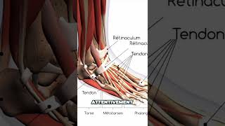 Ces tissus MÉCONNUS du pied qui peuvent causer de la douleur [upl. by Oznofla247]