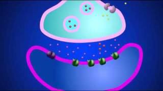 Synapse chimique ionotrope [upl. by Asilahs]