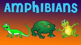 Amphibians  Educational Videos for Kids In English [upl. by Annabel]