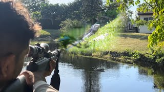 Searching for 20 pound iguana Hunting Green Iguanas in Southern Florida [upl. by Lellih124]