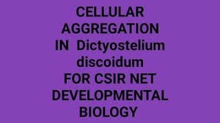 Cell aggregation and differentiation in Dictyostelium for CSIR NET LIFE SCIENCESSlime Moldunitv [upl. by Surazal]