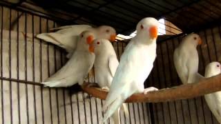 Beautiful Albino White Lovebirds [upl. by Eniamaj8]