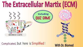 The Extracellular Matrix ECM Components Structure and Function [upl. by Dirfliw393]